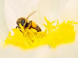 Conoce la importancia de la alimentación de las abejas y sus tipos