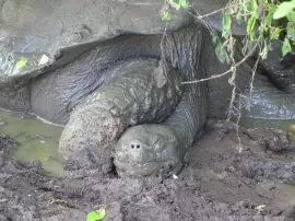 CodyCross revela tortuga prehistórica de 4 metros de largo