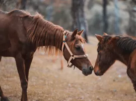 Descubre cómo nacen los caballos y todo sobre su reproducción y cría