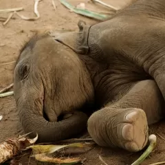 Promedio de vida de los elefantes descubre cuánto tiempo vive este majestuoso animal