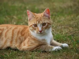 Todo sobre el fipronil para gatos dosis efectos secundarios y beneficios