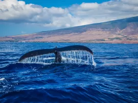 Todo lo que necesitas saber sobre las características de las ballenas
