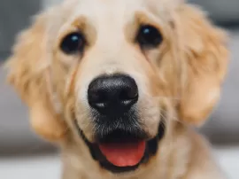 Guía sobre lengua morada en perros causas síntomas y tratamiento