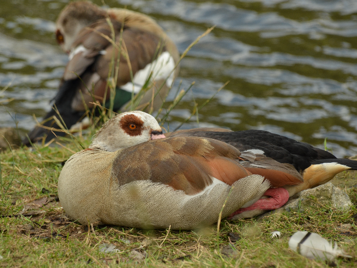 Descubre todo sobre los patos de feria: ¿Qué los hace tan especiales?