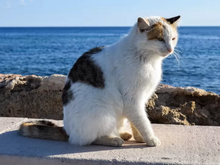 Cómo evitar que tu gato castrado siga marcando territorio - Unión