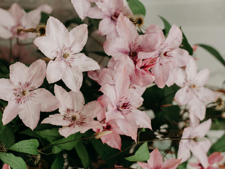 Miguel, el talentoso integrante de Nancys Rubias: Conoce su trayectoria y aportes a la banda